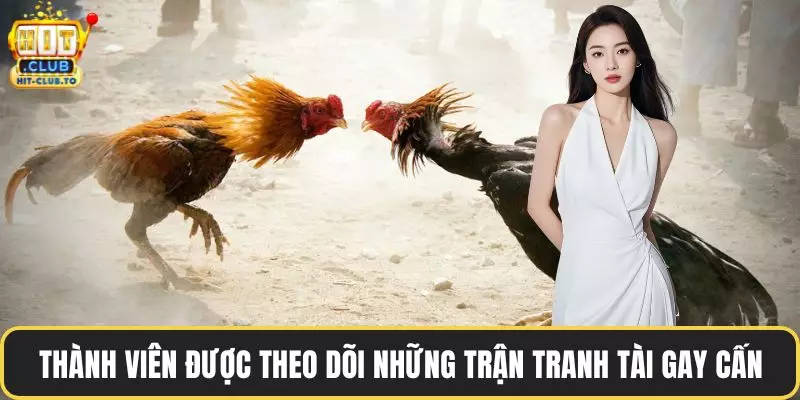 Thành viên được theo dõi những trận tranh tài gay cấn