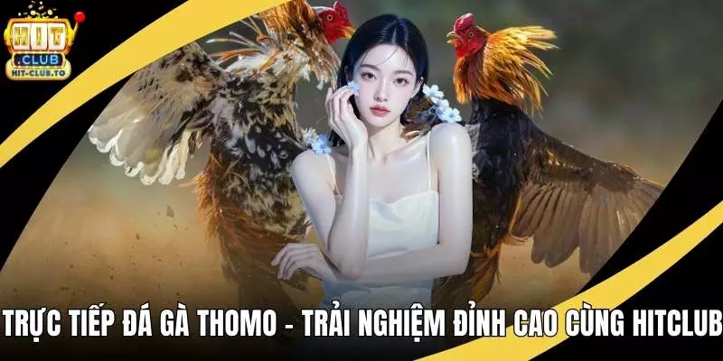 Trực Tiếp Đá Gà Thomo - Trải Nghiệm Đỉnh Cao Cùng Hitclub